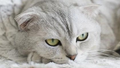 fb体育中国官网-Chinese Taipei出色表现，2024年世界杯赛场表现分析，2024年足球世界杯