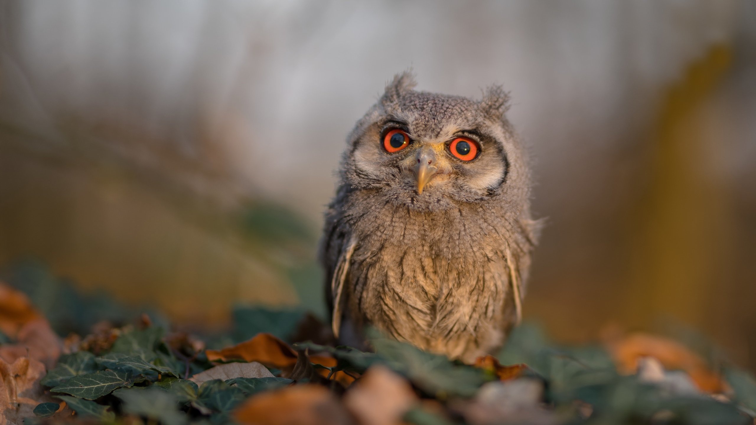 王者荣耀 赛事市场持续扩大,王者荣耀赛事规则介绍