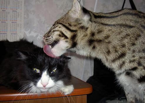 LCK团队配合默契升级，lck增加队伍