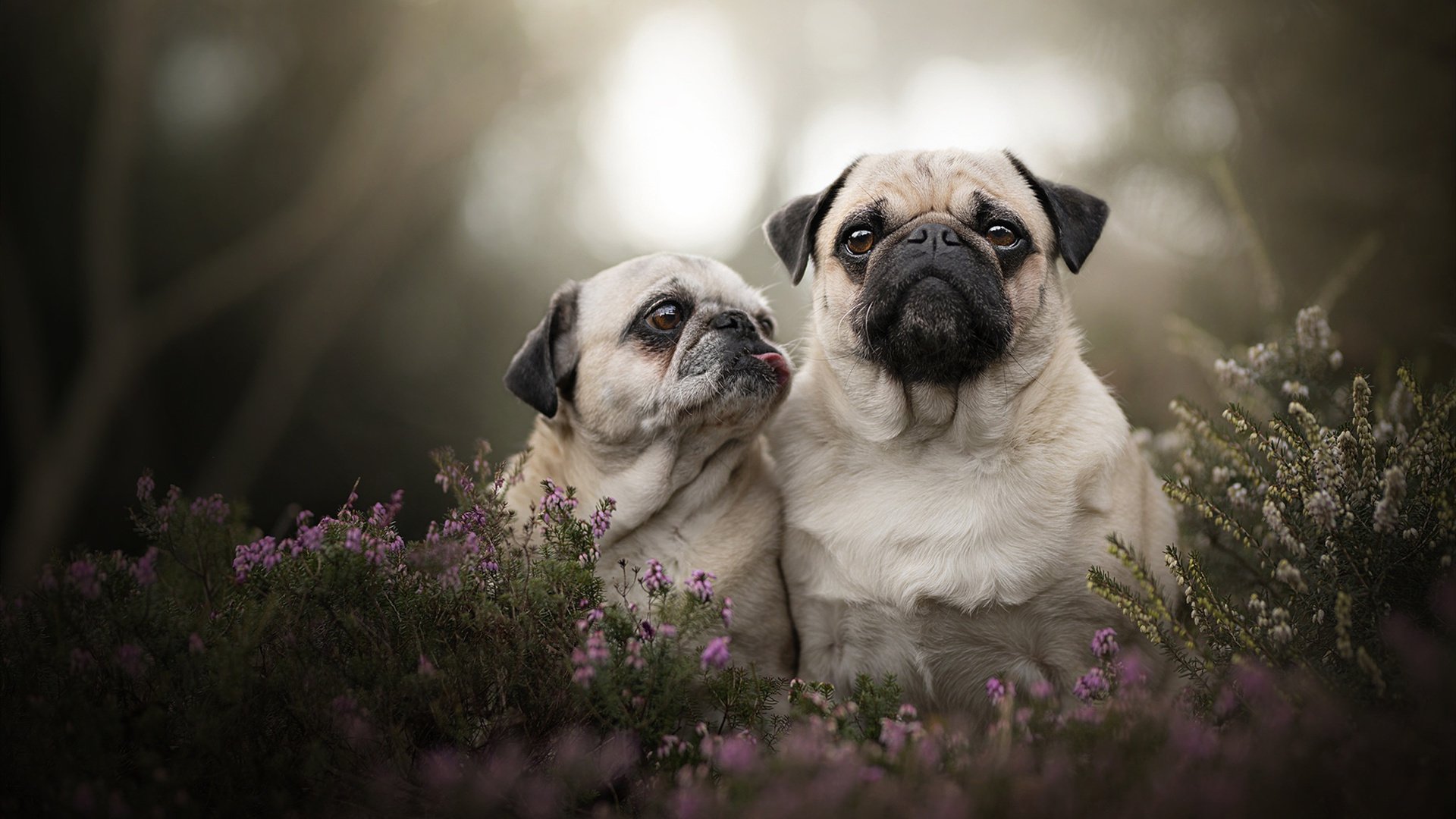 fb体育注册网址-世界田径接力锦标赛，中国队闯进男子4x100决赛，田径男子4×100接力世界纪录