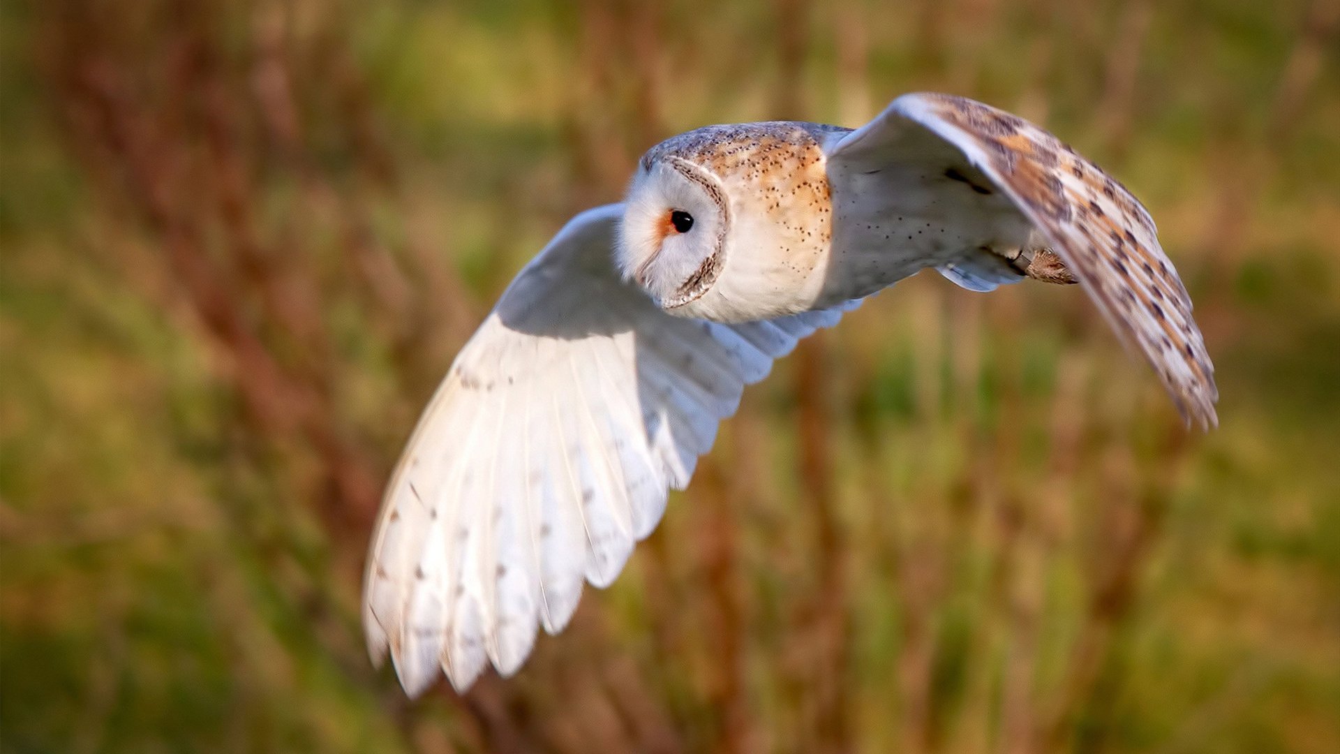 精彩瞬间:球员技术展示无限魅力,球星精彩瞬间