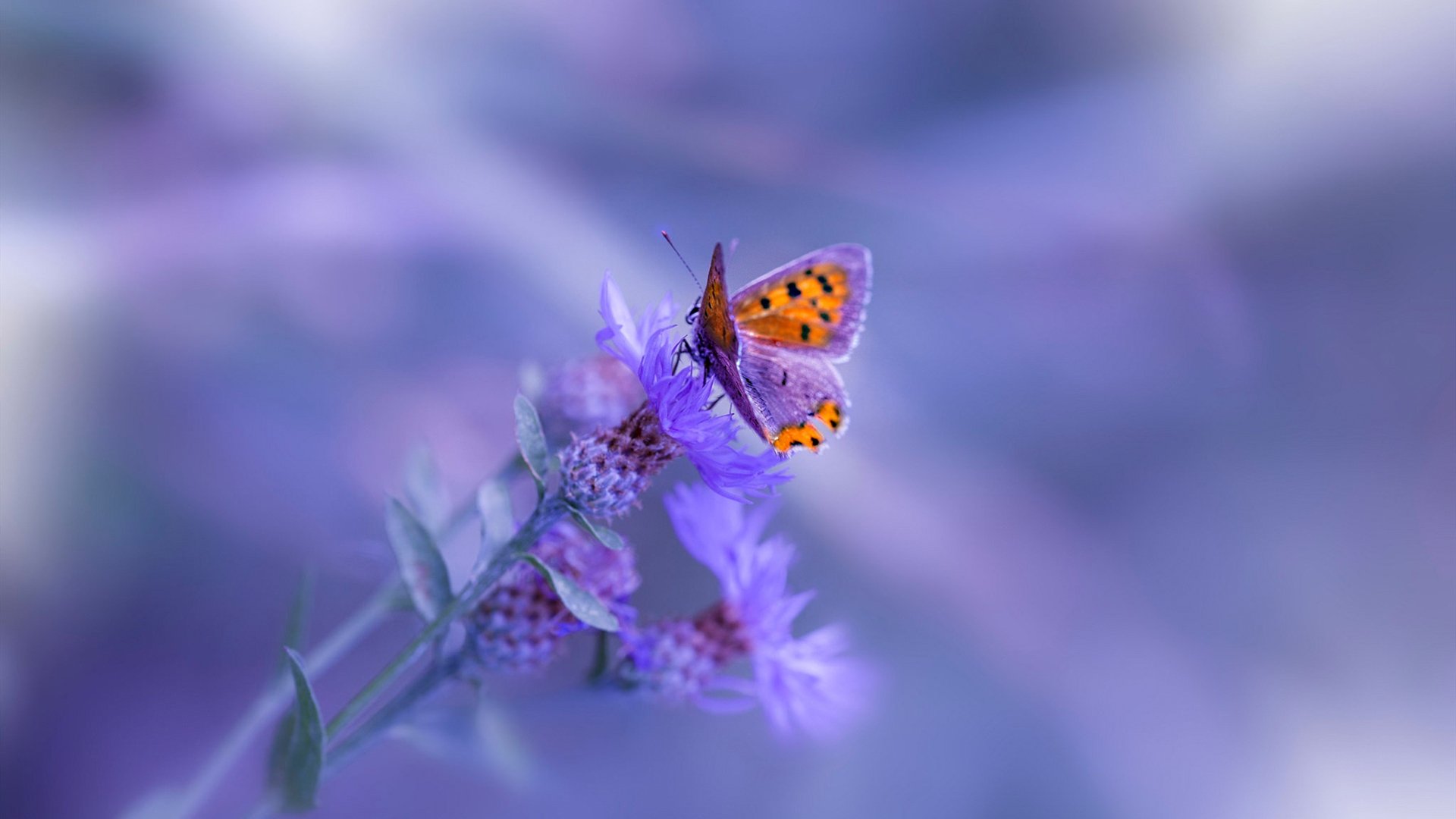 篮球运动员心理健康支持体系构建，篮球运动员心理健康支持体系构建方案