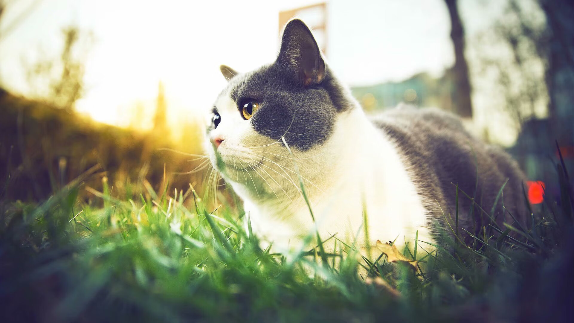 fb体育官网-英超球队采用基于数据的高位逼抢强度优化策略，英超高对抗