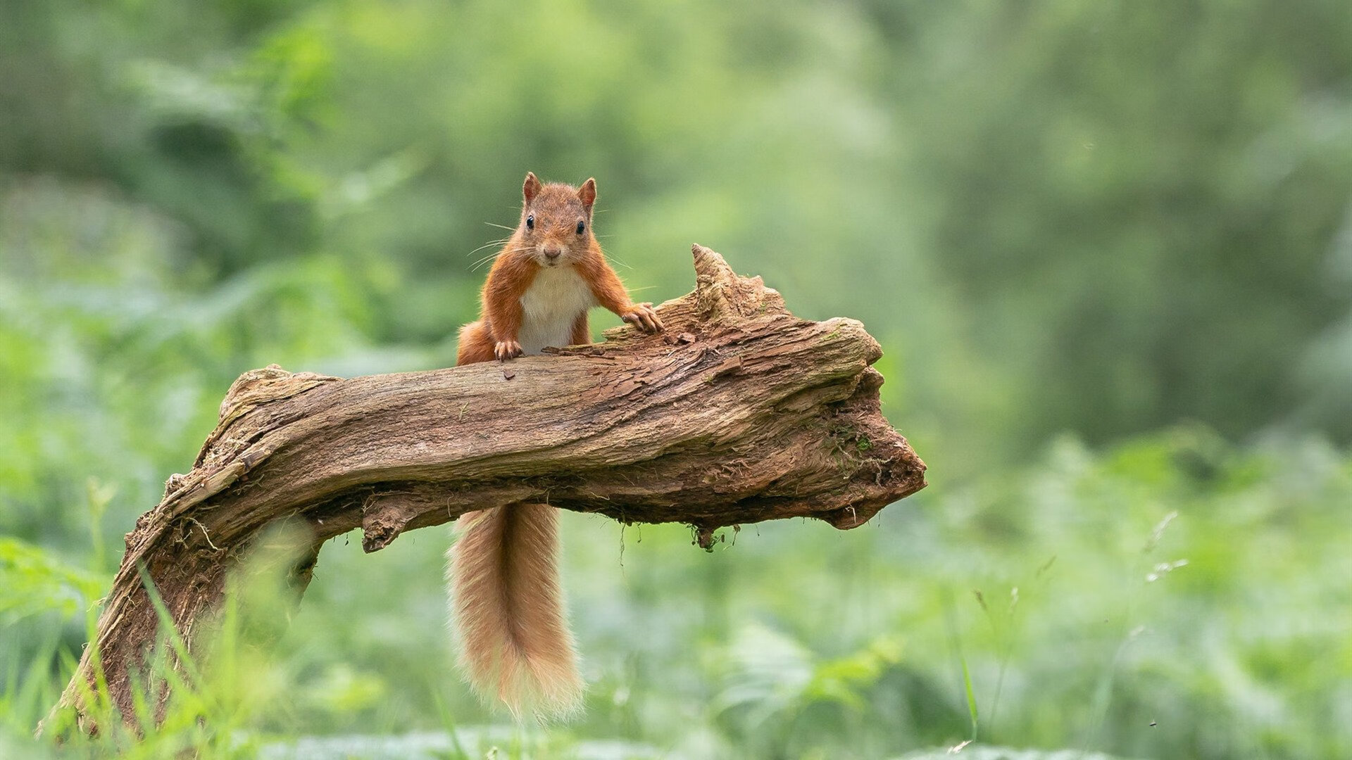 fb体育官网-职业球员自由市场机制是否仍不透明，自由球员市场开启