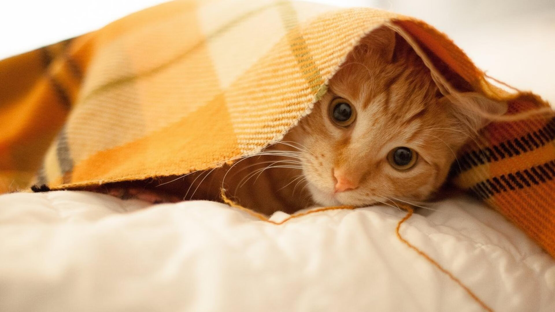 fb体育首页-节奏不稳定的球队是否更依赖球星临场发挥，节奏不稳是什么意思