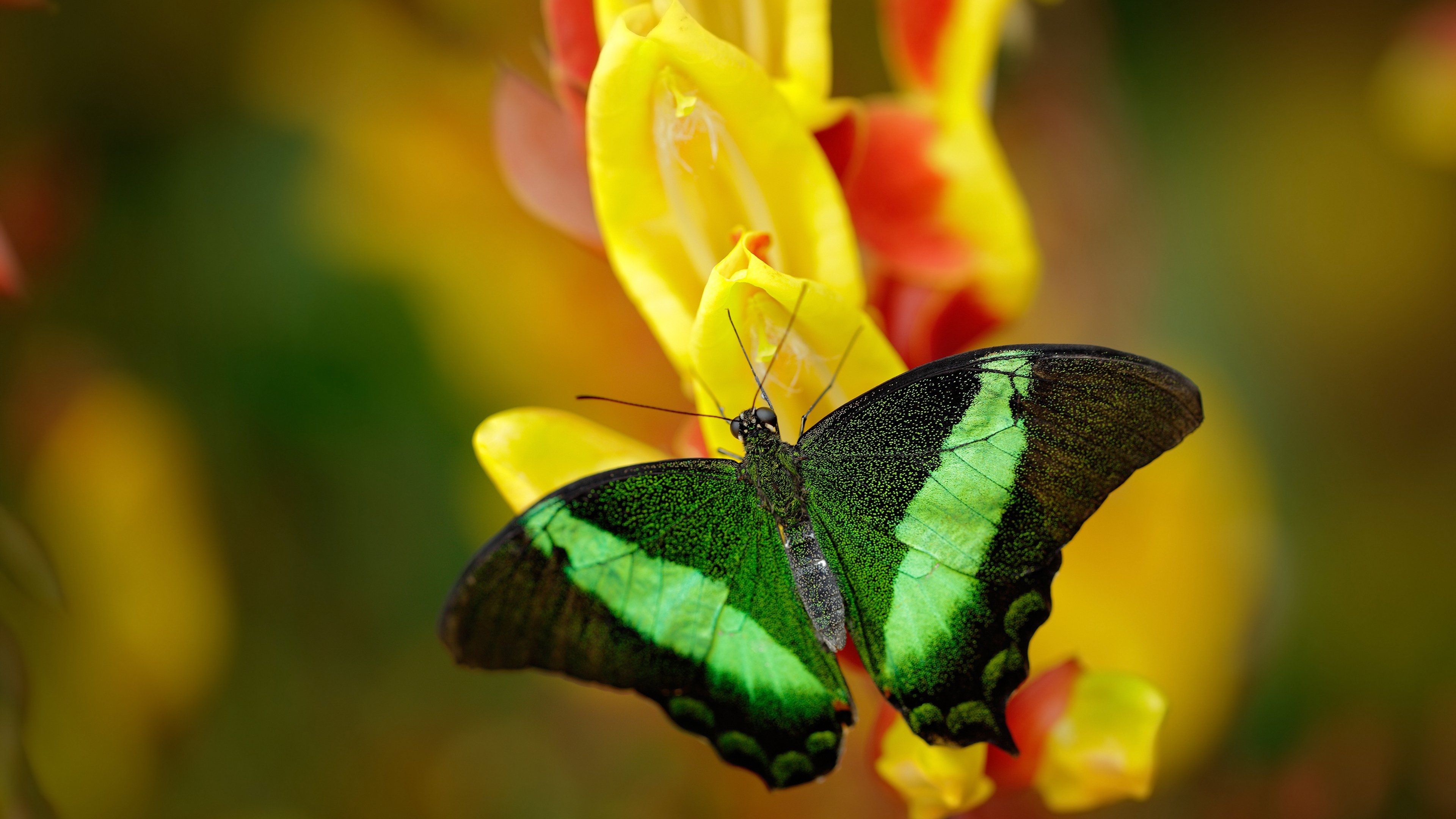 德甲球队的年轻球员培养措施,德甲球员年龄限制