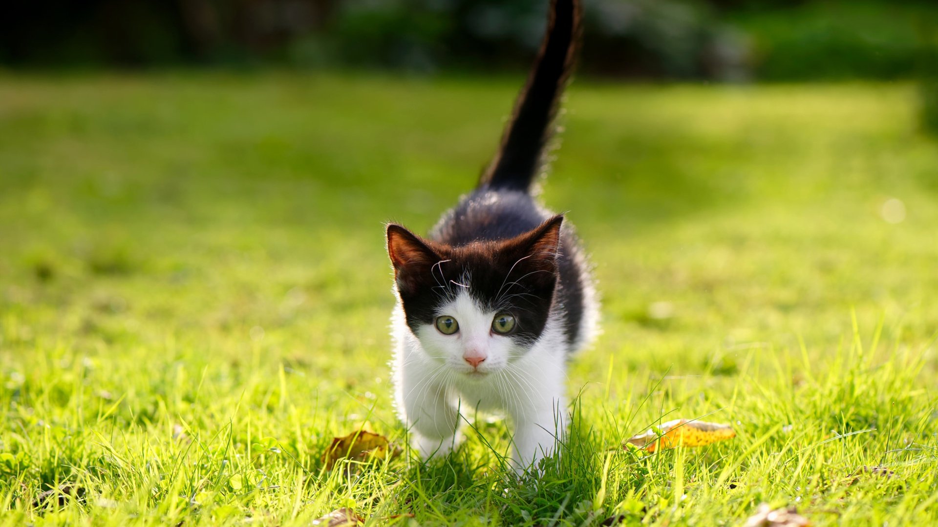 fb体育电竞-林丹参加奥运推广活动引围观，林丹参加2021年奥运会